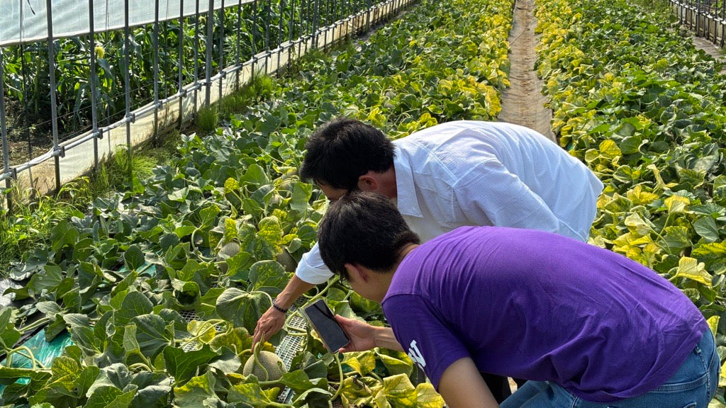 Inside a Japanese Luxury Melon Farm: Visiting Farm Hanakotoba in Aomori