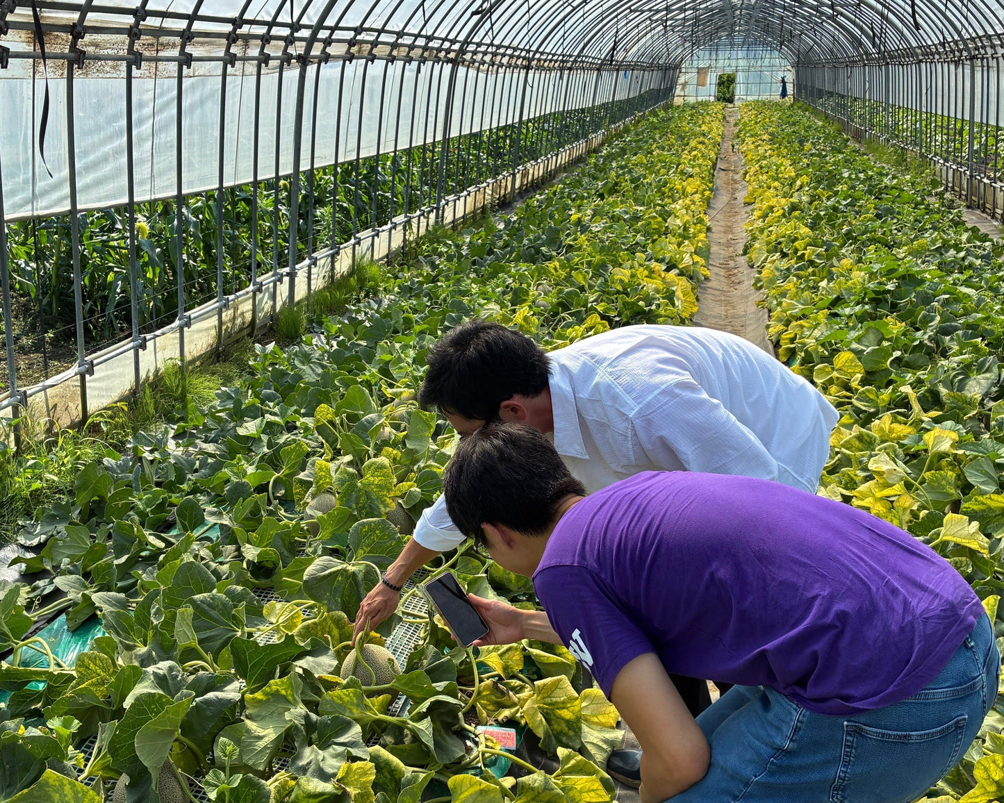 Inside a Japanese Luxury Melon Farm: Visiting Farm Hanakotoba in Aomori