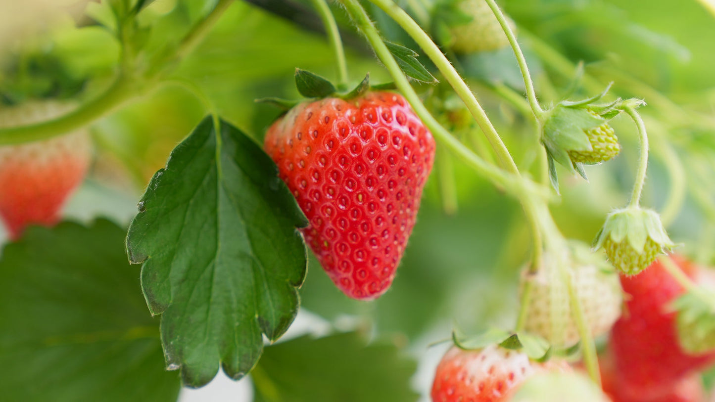 A Japanese strawberry on strain