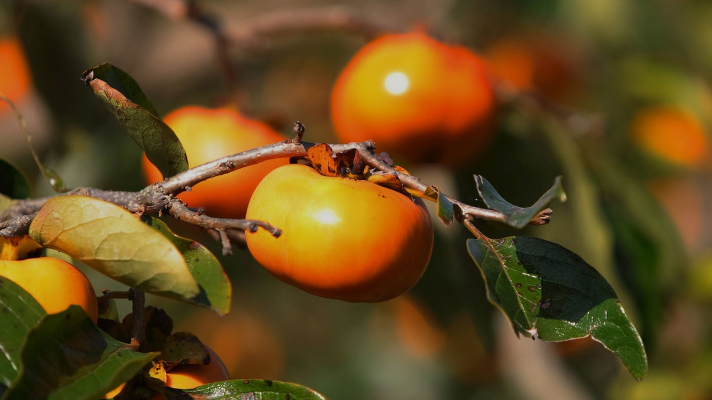 Japanese persimmons (Kaki)
