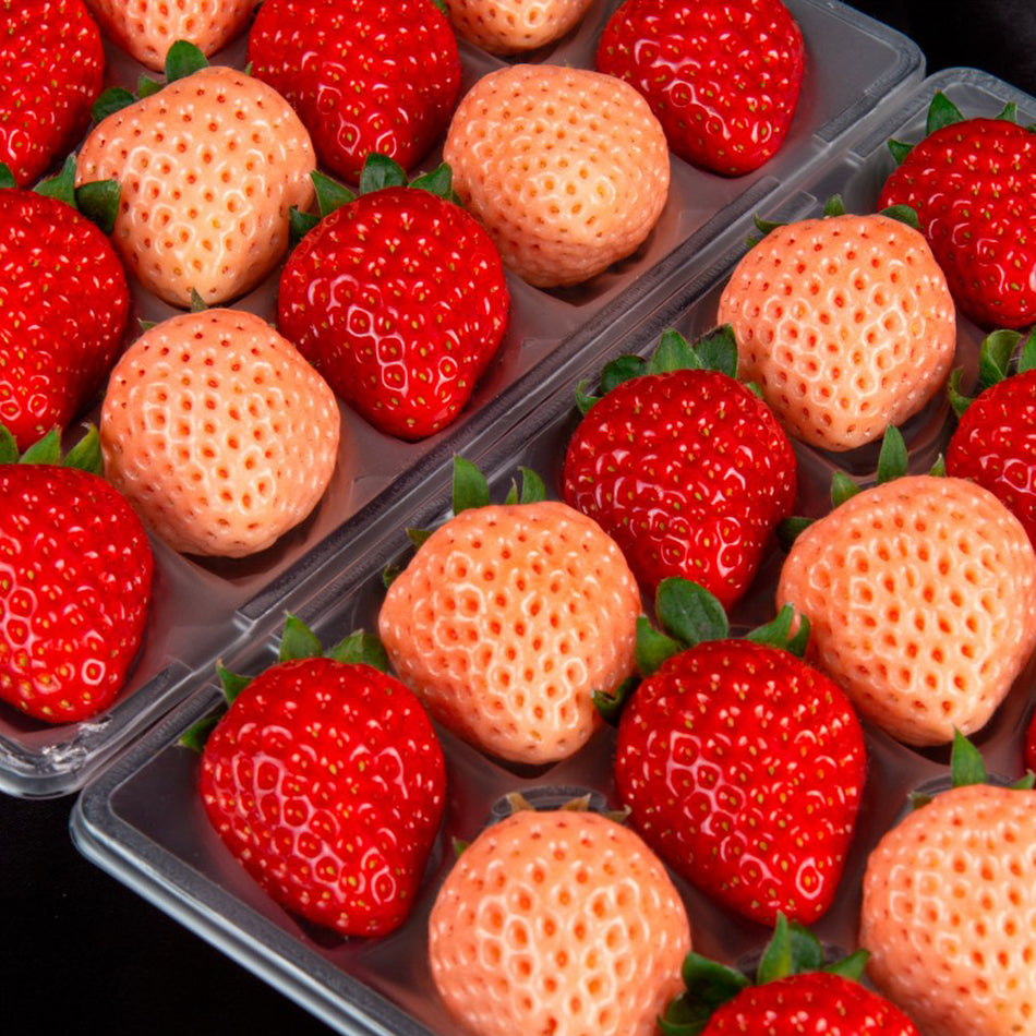 Kotoka Strawberries – ikigaifruits.com