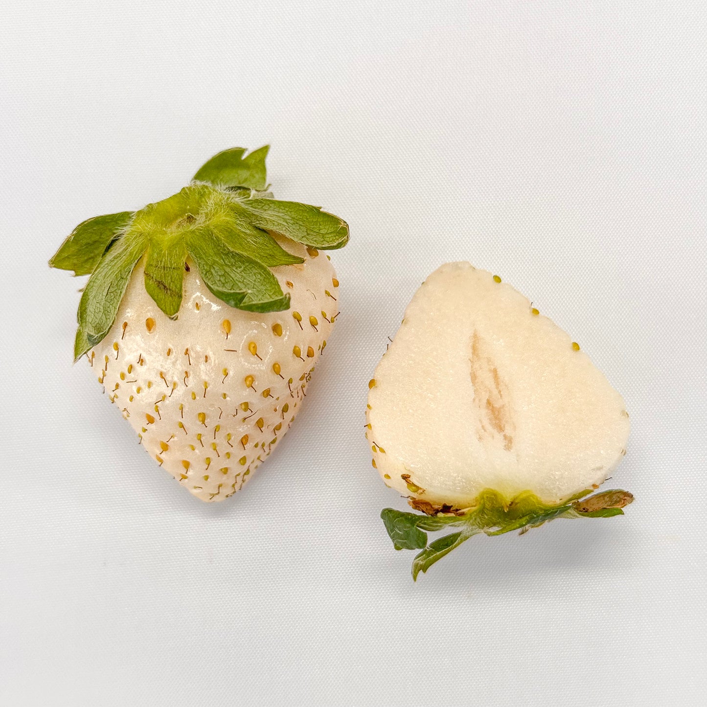 
                  
                    Shinku no Misuzu & Shinju Hime
                  
                