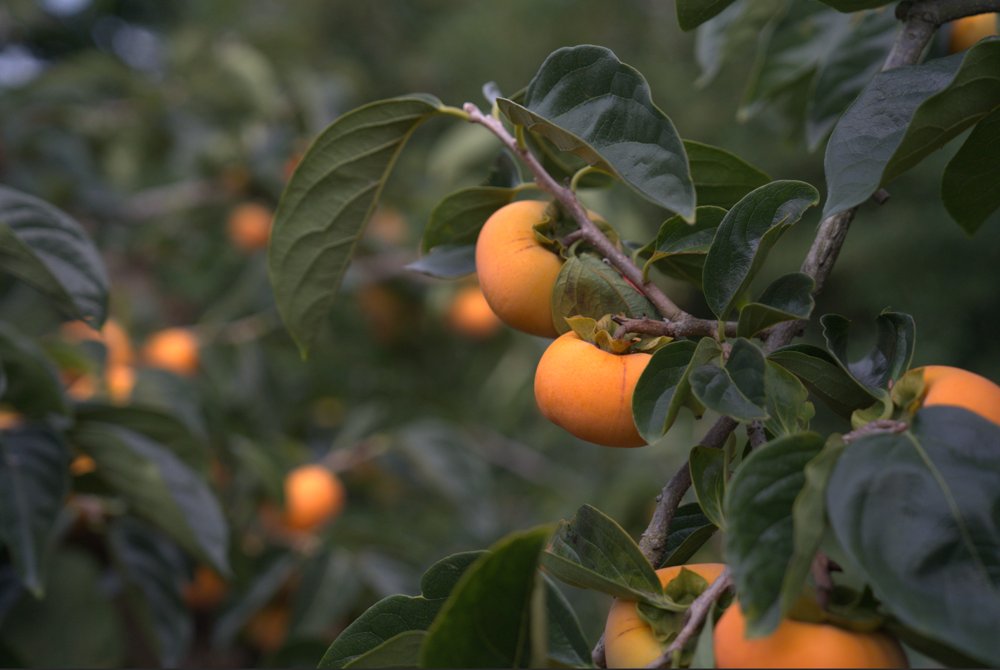 Legacy and Craft of BIG BRIDGE FARM