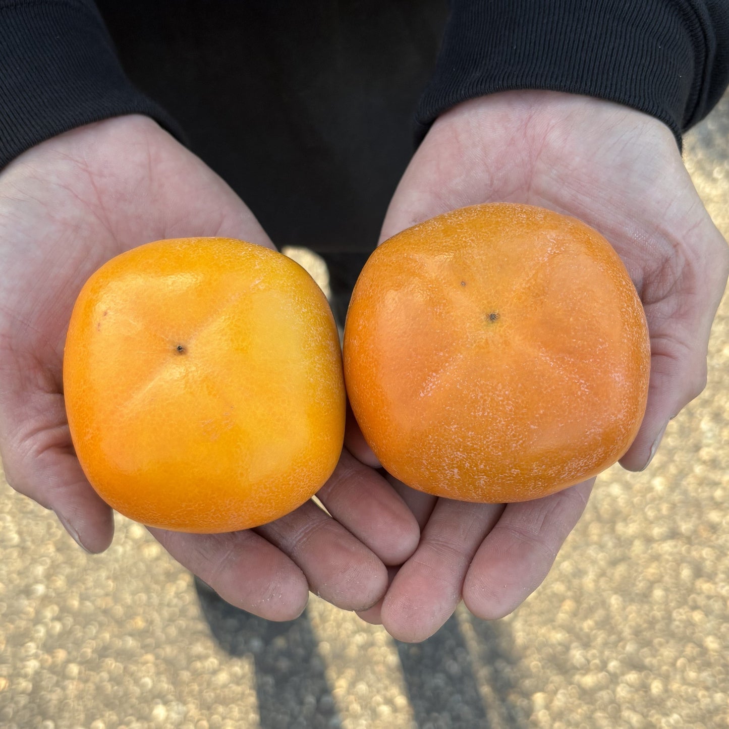
                  
                    Goma Hatchin / Hatchin Persimmon
                  
                