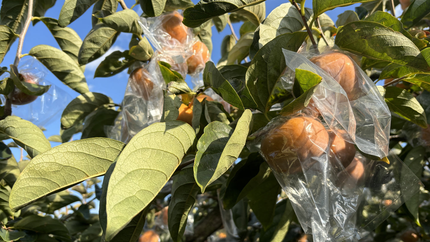 Rare Gems and Regional Distinction