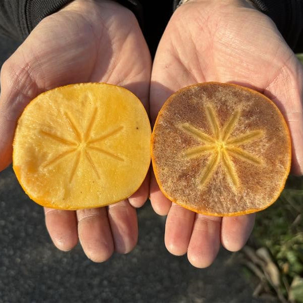 
                  
                    Goma Hatchin / Hatchin Persimmon
                  
                