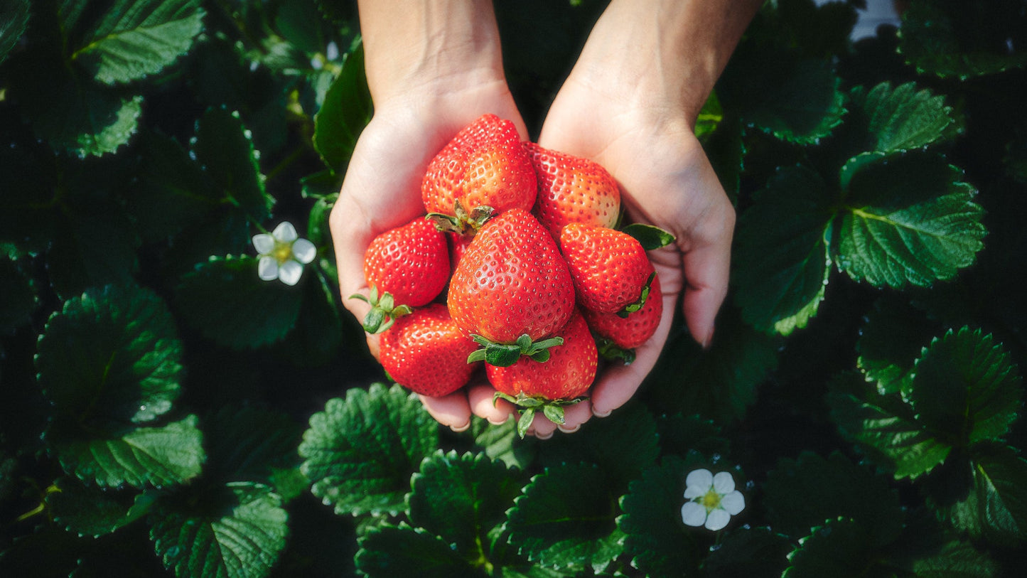 Handpicked at the Moment of Perfection