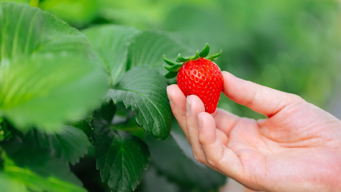 Sweetness and Strength in a Single Berry