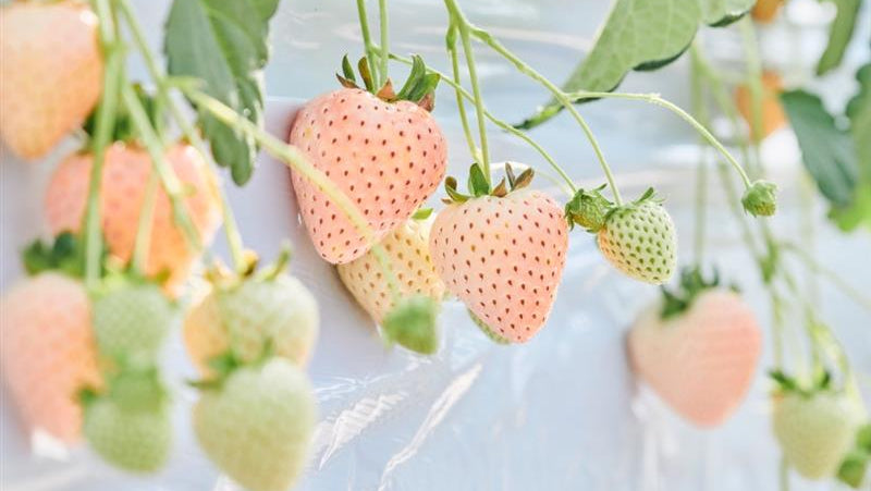 Even in Changing Climates, Fruit Flourishes