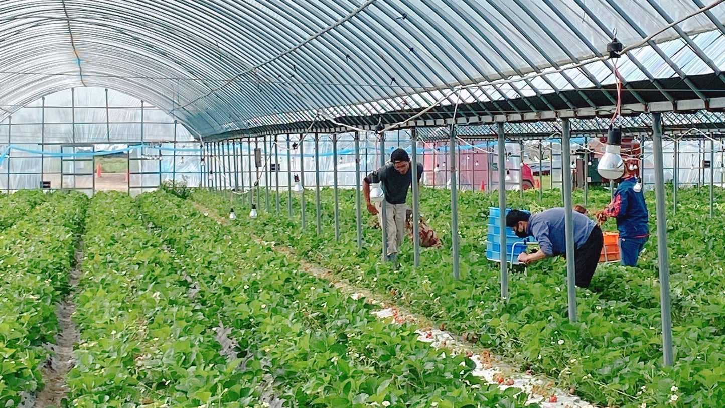 Where Nature Shapes the Flavor