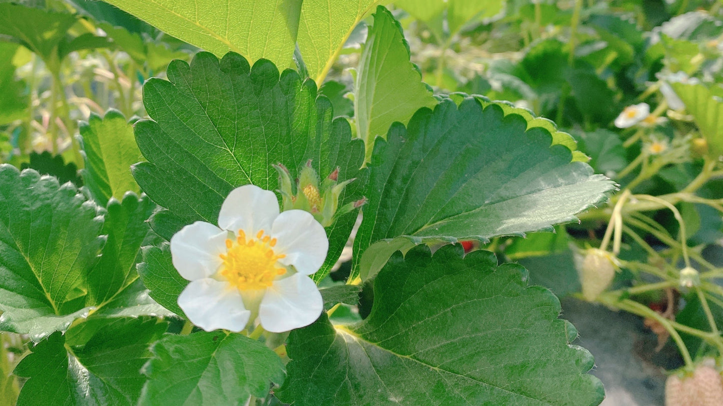 Farming with Care, Guided by Purpose