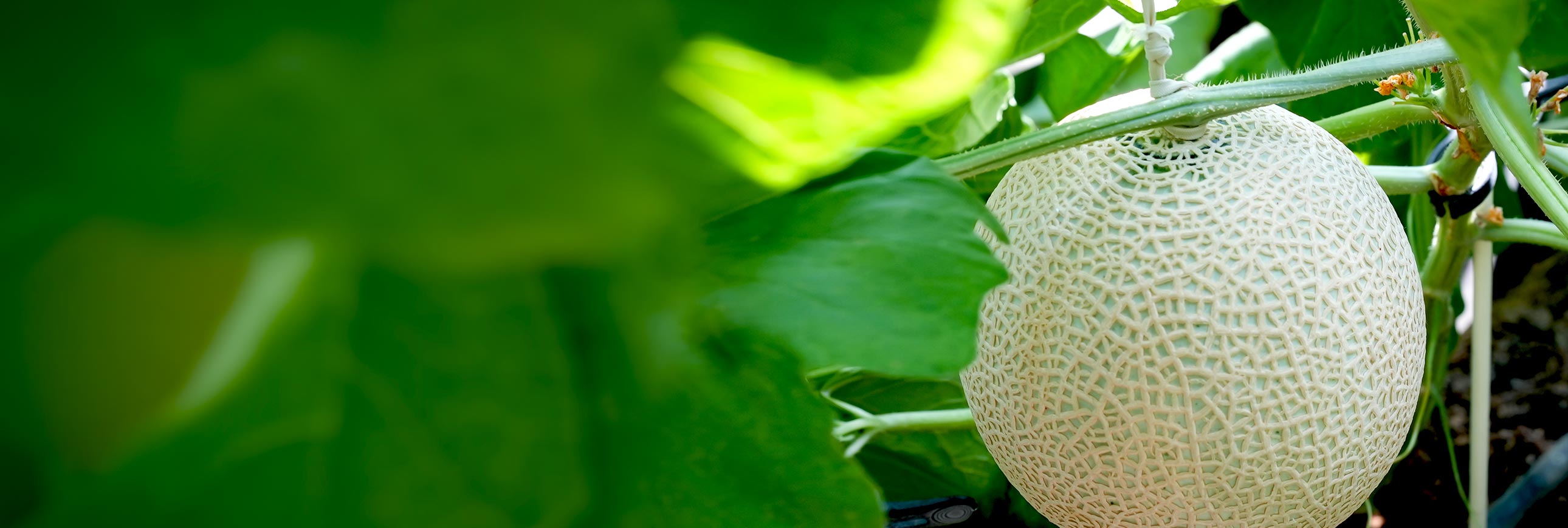 Japanese Luxury Fruits. Seasonal Fruits Delivered To Your Home