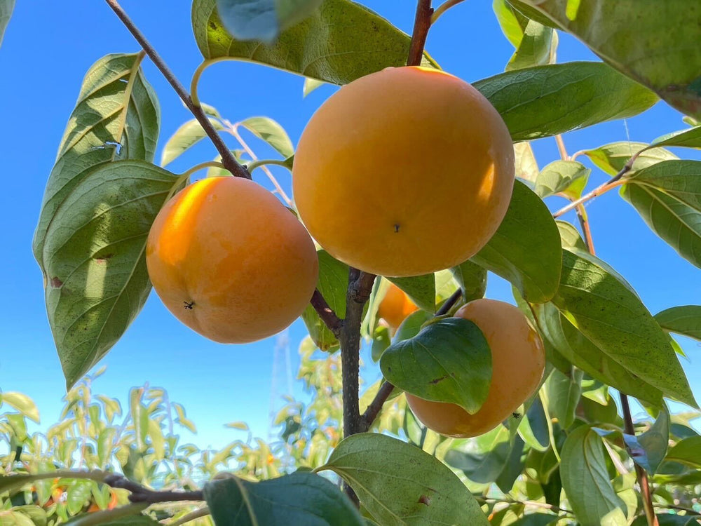 
                  
                    Fuyu Persimmon (L ×12)
                  
                