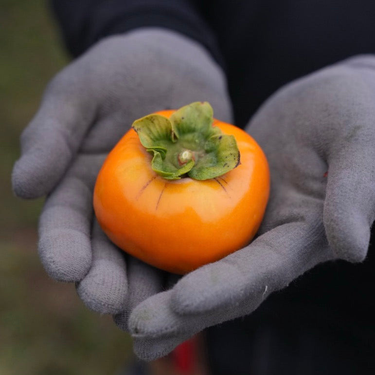 
                  
                    Chocolate Persimmon
                  
                