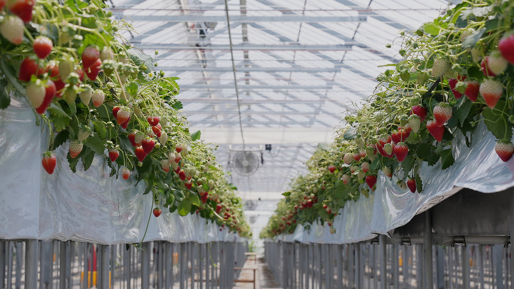Precision is the key to strawberry success.