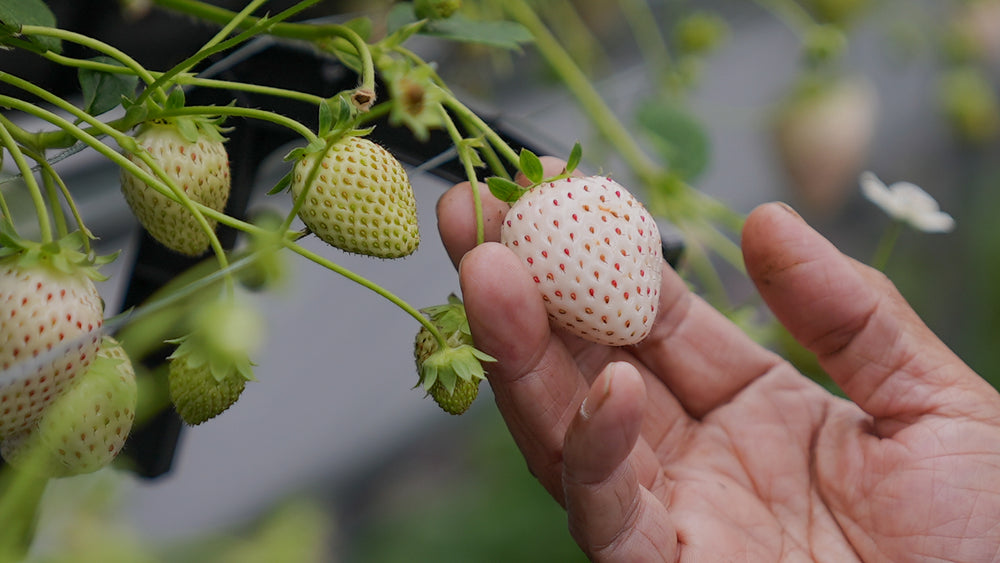 Engineering new strawberry breeds.