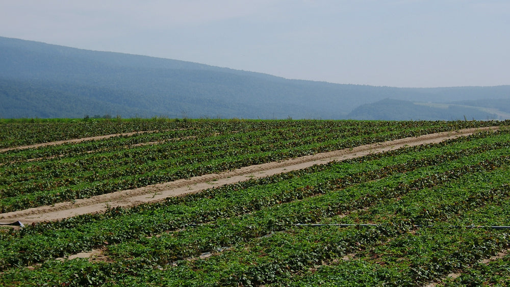 The Dream of Summer Strawberries