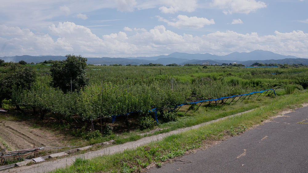 Legacy of perfecting juicy pear cultivation.